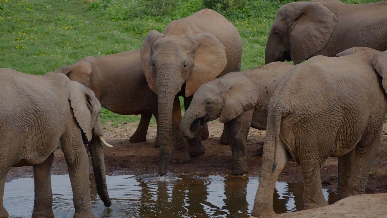 6 Animaux Surprenants Où les Femelles Dominent le Monde
