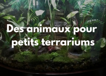 Découvrez les Animaux et Reptiles Idéaux pour Transformer Votre Petit Terrarium en Monde Enchanté