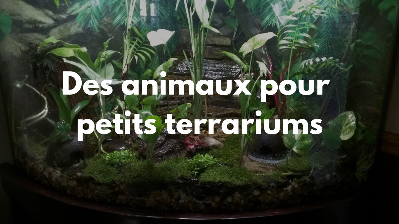 Découvrez les Animaux et Reptiles Idéaux pour Transformer Votre Petit Terrarium en Monde Enchanté