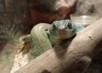 Transformez le Terrarium de Votre Reptile : 10 Astuces Infaillibles pour Éviter l&rsquo;Ennui !