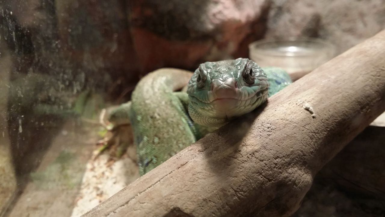 Transformez le Terrarium de Votre Reptile : 10 Astuces Infaillibles pour Éviter l&rsquo;Ennui !