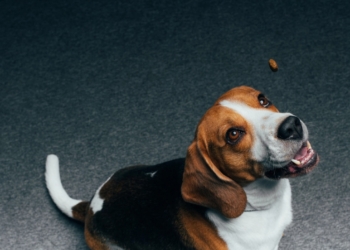 Découvrez le Secret Scientifique pour un Chien Heureux !