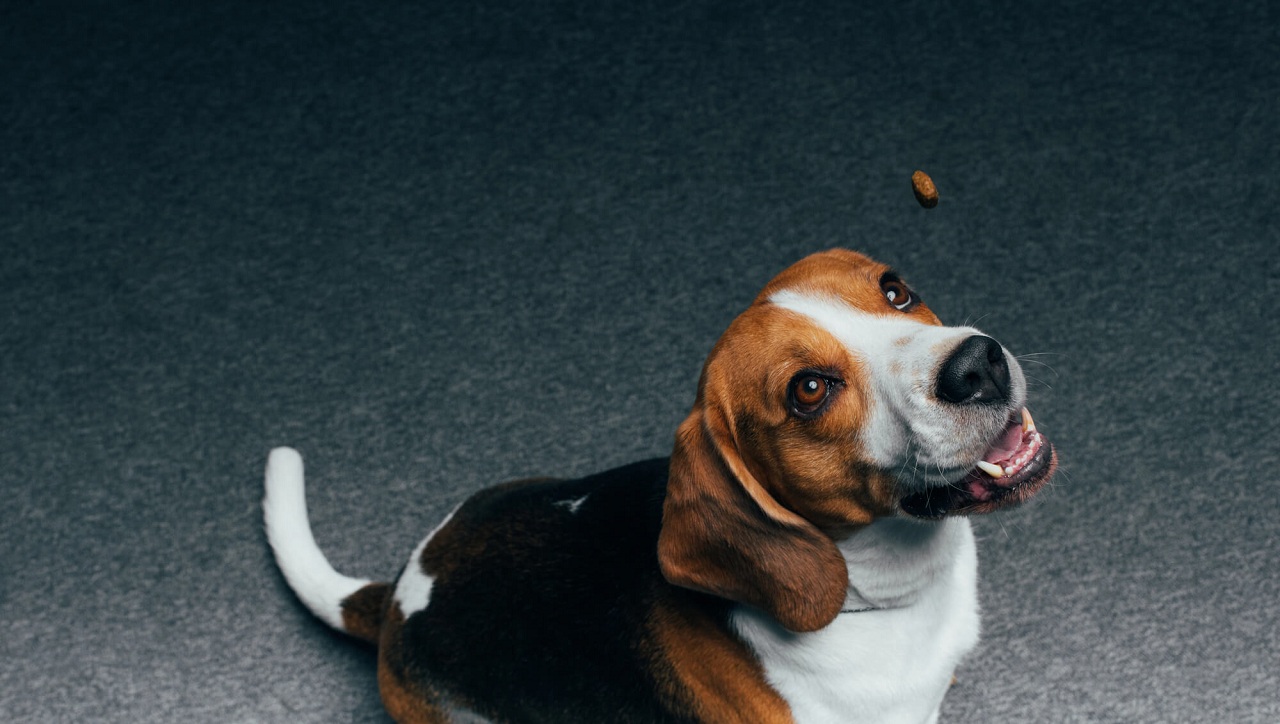Découvrez le Secret Scientifique pour un Chien Heureux !