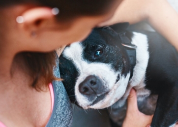 Découvrez la Durée Incroyable des Chaleurs d&rsquo;une Chienne : Ce que Vous Devez Savoir !