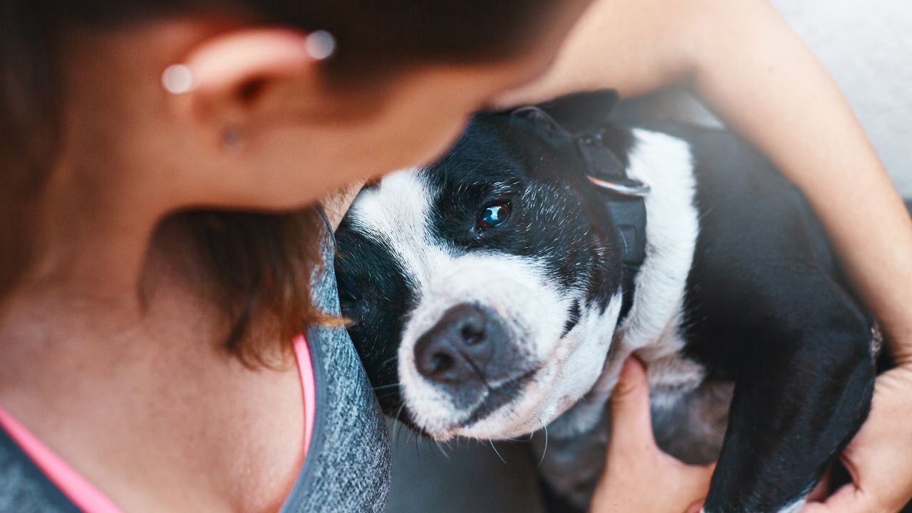 Découvrez la Durée Incroyable des Chaleurs d&rsquo;une Chienne : Ce que Vous Devez Savoir !