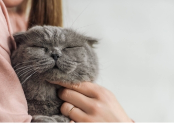 Les Chats : Découvrez leur incroyable capacité à associer vos mots à des images !