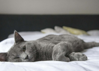 Les signes surprenants qui montrent que votre chat pourrait avoir de la fièvre