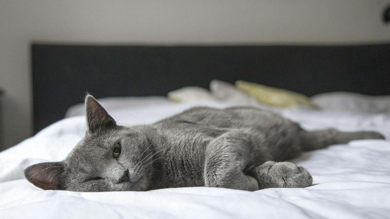 Les signes surprenants qui montrent que votre chat pourrait avoir de la fièvre