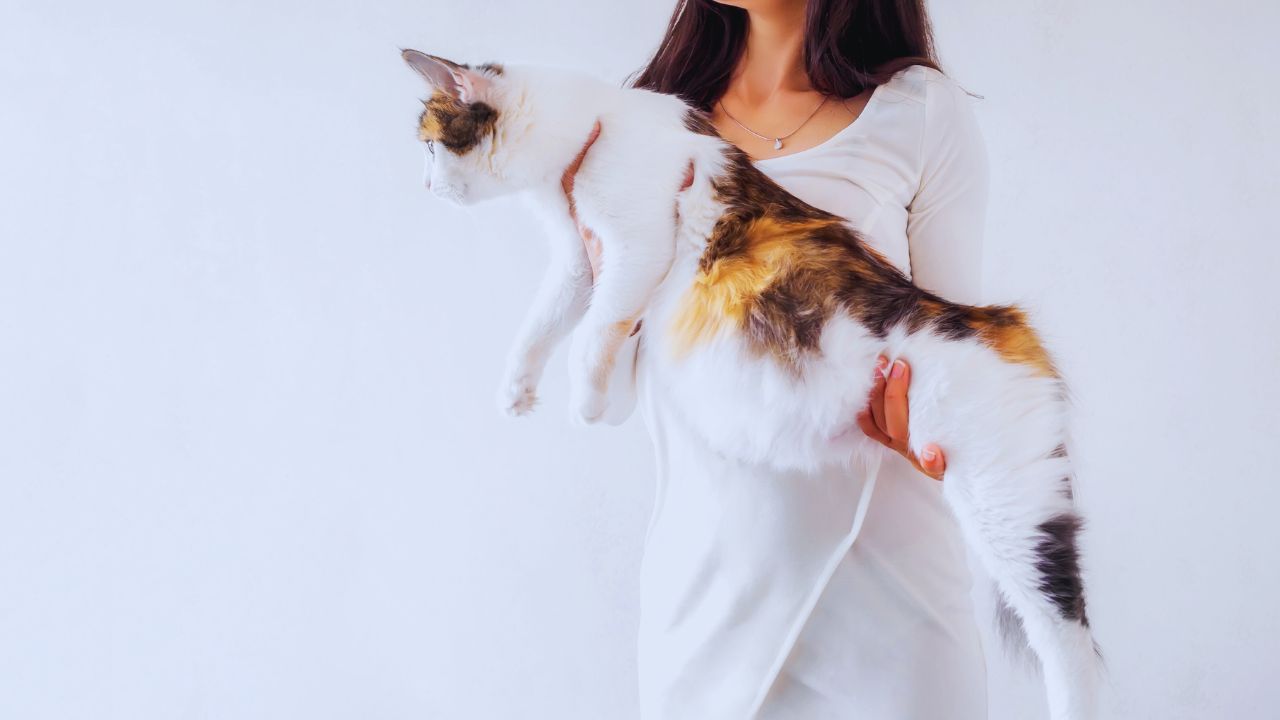 Découvrez les Astuces Infaillibles pour un Chat Svelte et en Pleine Santé !