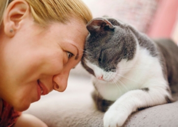 Découvrez la Vérité Sur le Temps Nécessaire pour qu’un Chat Oublie Son Maître !