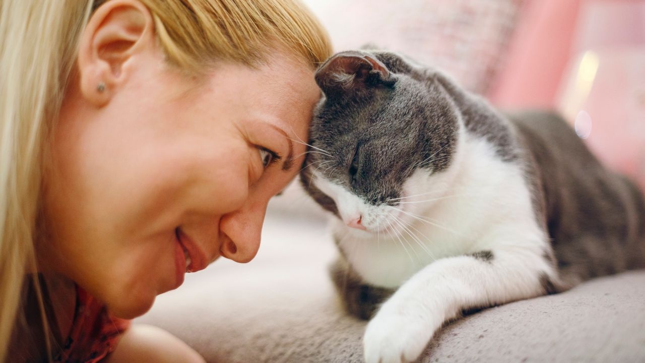 Découvrez la Vérité Sur le Temps Nécessaire pour qu’un Chat Oublie Son Maître !