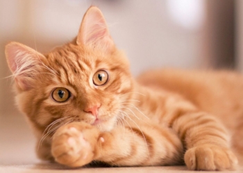 Découvrez pourquoi votre chat tousse comme s&rsquo;il s&rsquo;étouffait et comment y remédier rapidement !