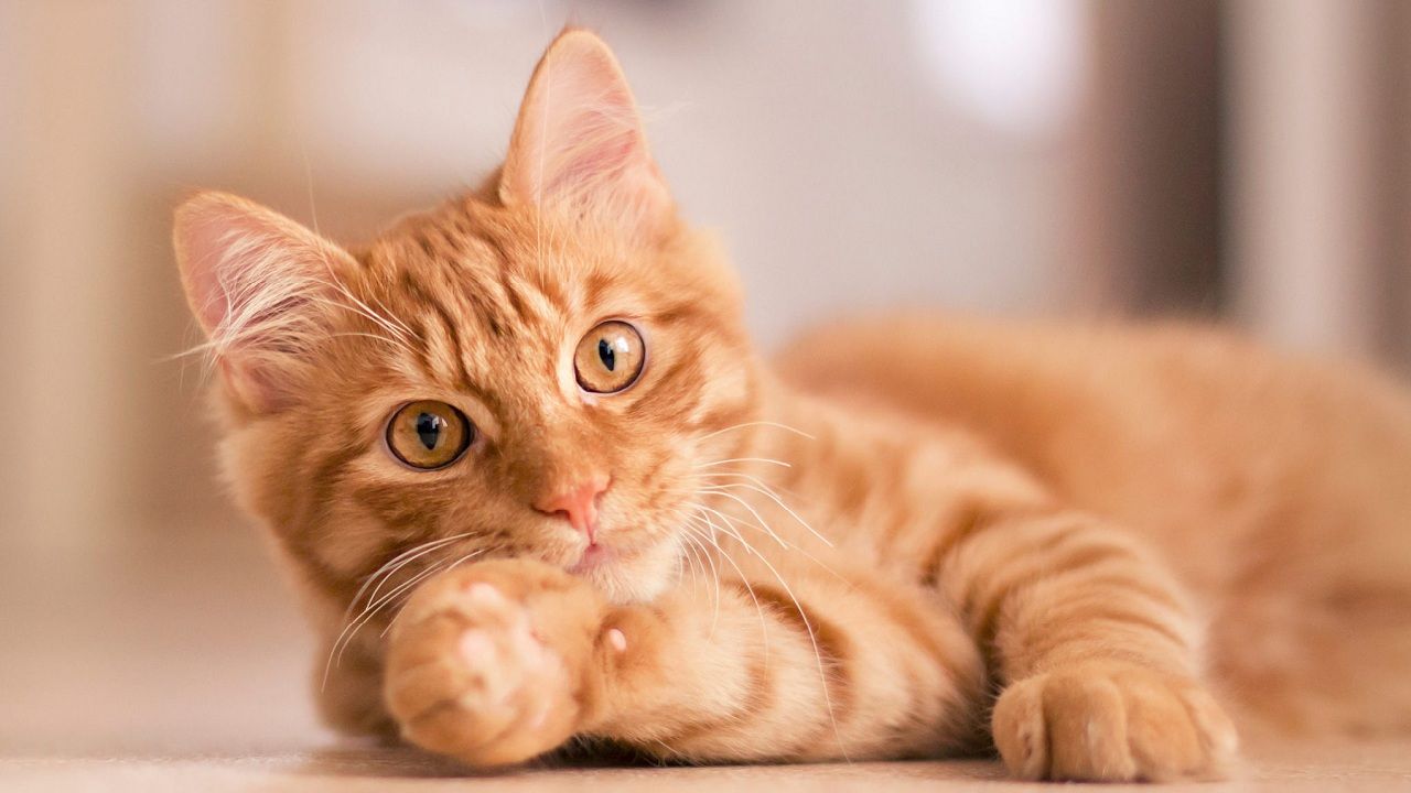 Découvrez pourquoi votre chat tousse comme s&rsquo;il s&rsquo;étouffait et comment y remédier rapidement !
