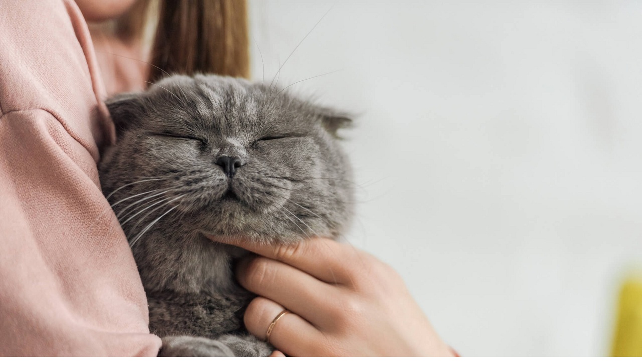 Les Chats : Découvrez leur incroyable capacité à associer vos mots à des images !