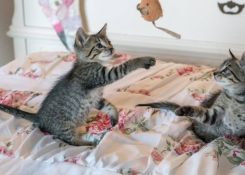 Découvrez le Temps Inattendu pour que Deux Chats Deviennent Meilleurs Amis !