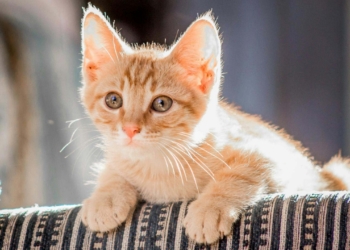 Découvrez l&rsquo;Astuce Révolutionnaire pour Protéger Vos Meubles des Griffures de Chats
