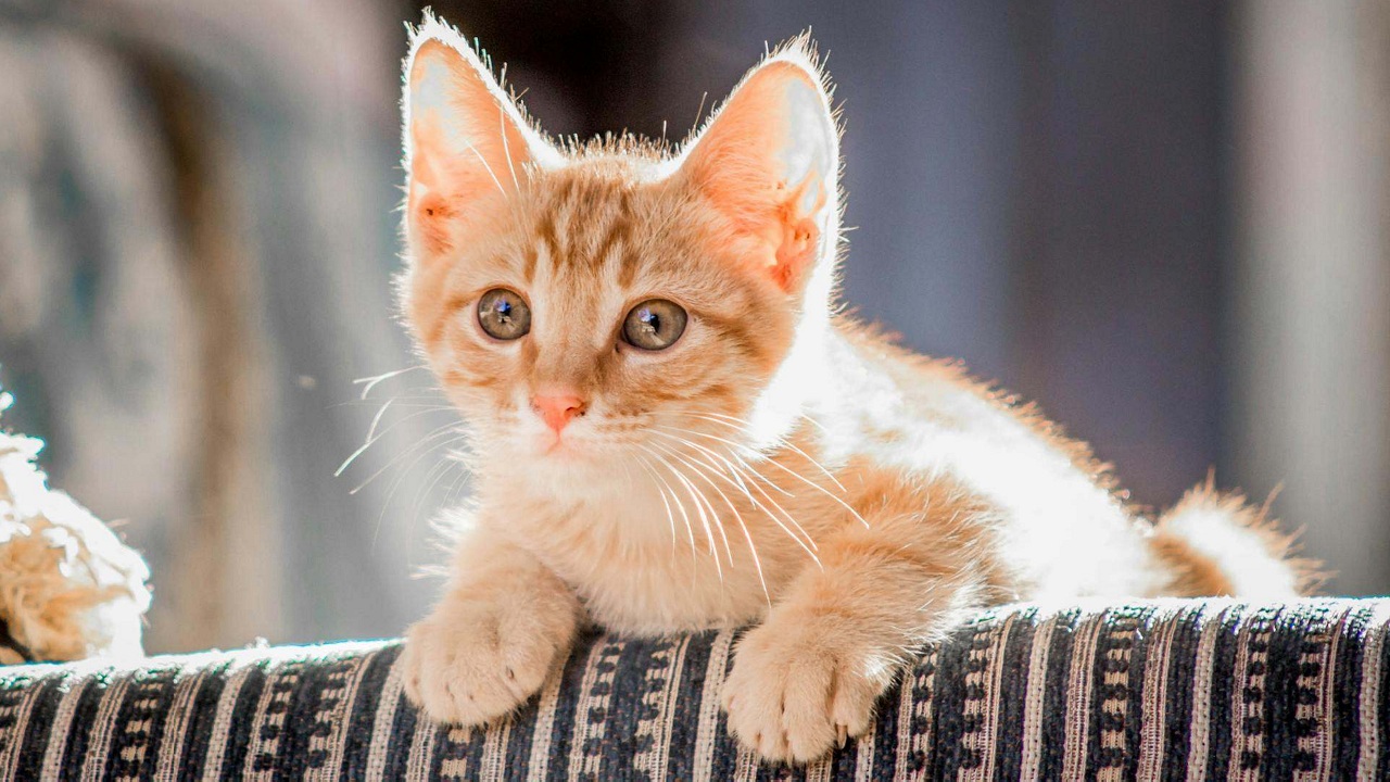 Découvrez l&rsquo;Astuce Révolutionnaire pour Protéger Vos Meubles des Griffures de Chats