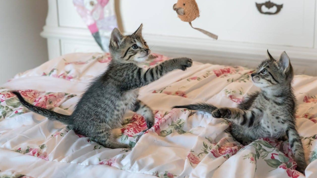 Découvrez le Temps Inattendu pour que Deux Chats Deviennent Meilleurs Amis !