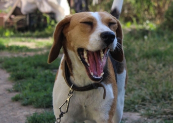 Découvrez pourquoi les chiens échappent aux caries contrairement aux humains !