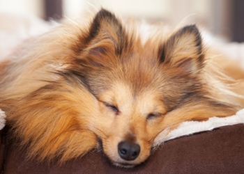 Les signes surprenants qui révèlent si votre chien a de la fièvre