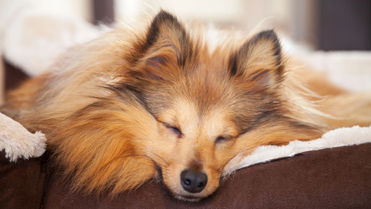 Les signes surprenants qui révèlent si votre chien a de la fièvre
