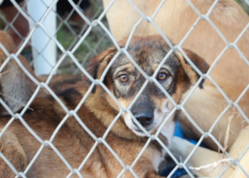 Découvrez la Solution Inattendue Quand Vous ne Pouvez Plus Garder Votre Animal de Compagnie