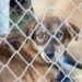 Découvrez la Solution Inattendue Quand Vous ne Pouvez Plus Garder Votre Animal de Compagnie