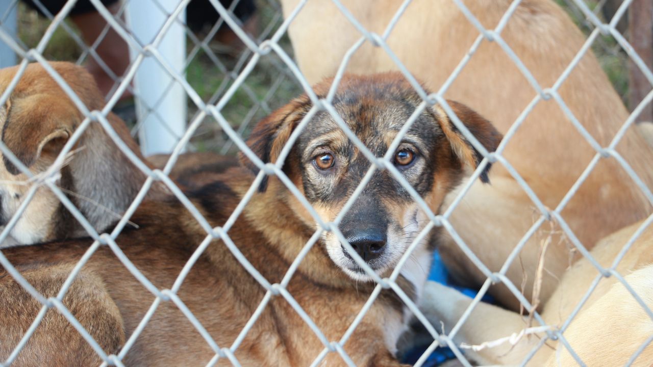 Découvrez la Solution Inattendue Quand Vous ne Pouvez Plus Garder Votre Animal de Compagnie