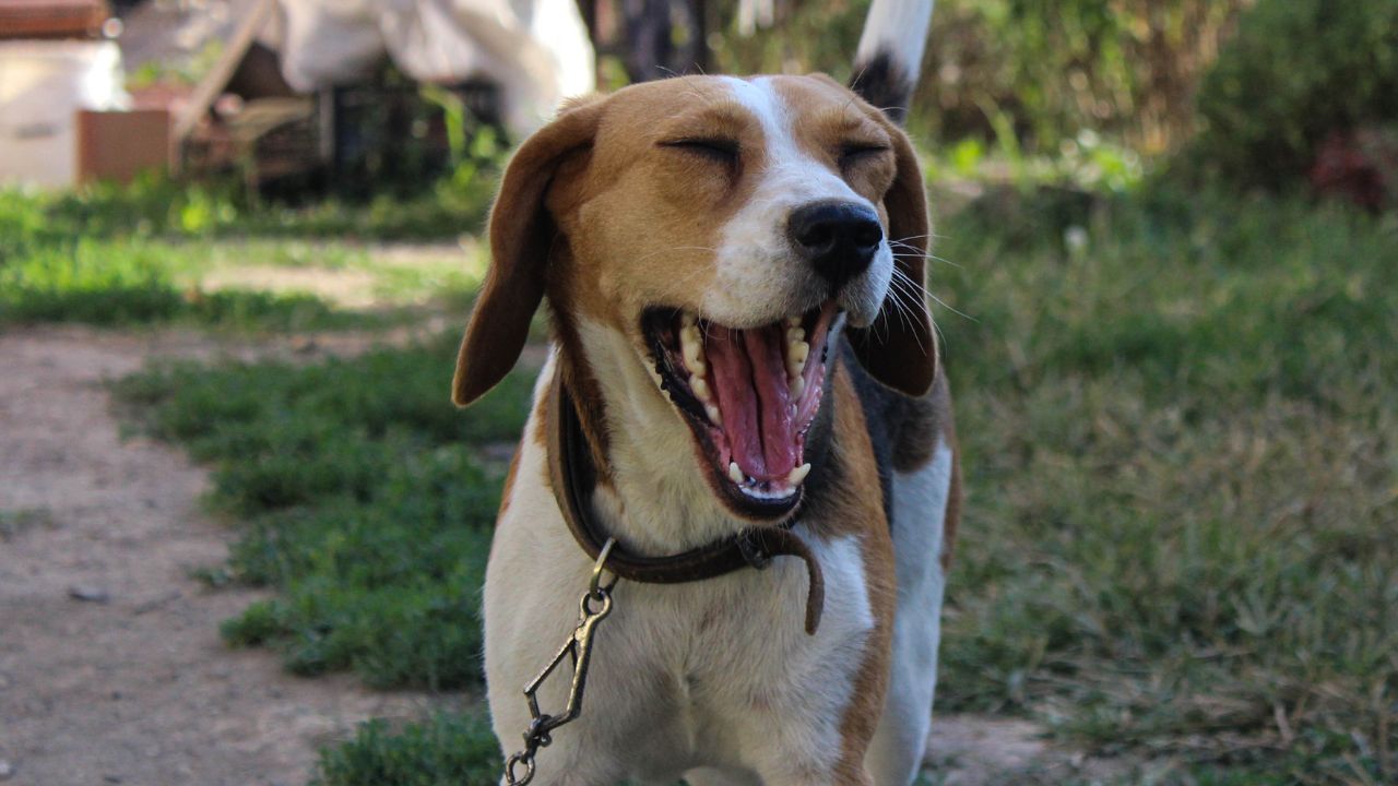 Découvrez pourquoi les chiens échappent aux caries contrairement aux humains !