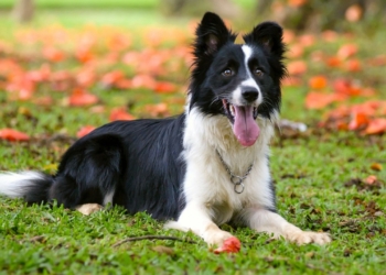 9 signes révélateurs qui prouvent que votre chienne pourrait être enceinte !