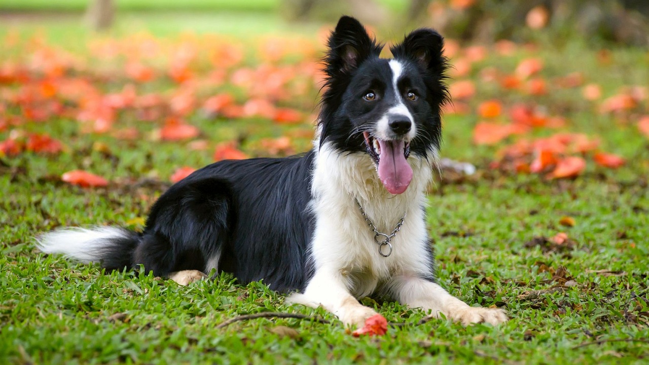 9 signes révélateurs qui prouvent que votre chienne pourrait être enceinte !