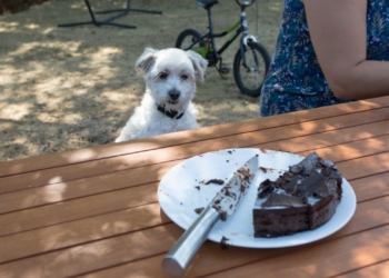 Votre chien a mangé du chocolat : Découvrez l&rsquo;astuce vitale pour le sauver !