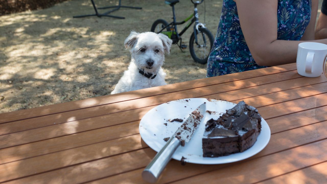 Votre chien a mangé du chocolat : Découvrez l&rsquo;astuce vitale pour le sauver !