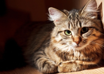 Vous ne croirez pas combien de temps un chat peut survivre sans manger ni boire !