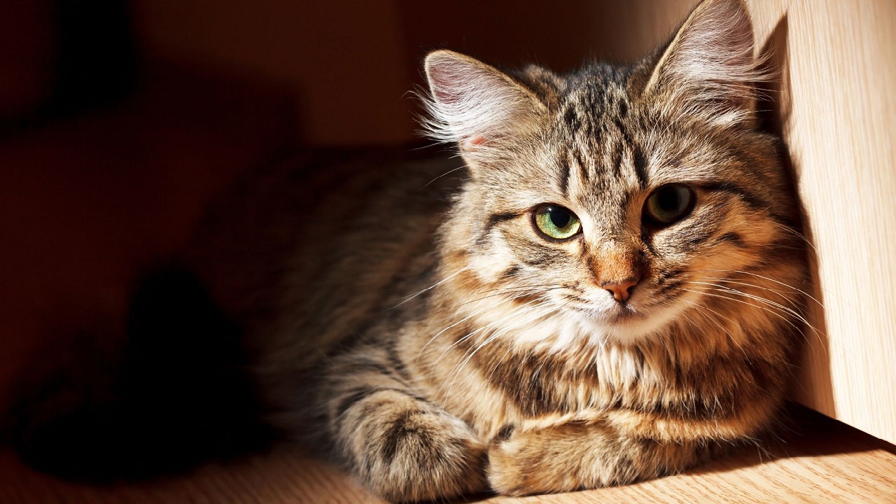 Vous ne croirez pas combien de temps un chat peut survivre sans manger ni boire !