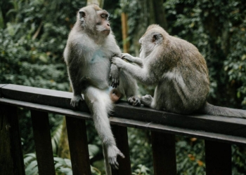 Découvrez pourquoi l&rsquo;homosexualité animale est bien plus répandue que vous ne l&rsquo;imaginez