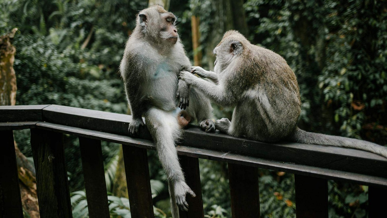 Découvrez pourquoi l&rsquo;homosexualité animale est bien plus répandue que vous ne l&rsquo;imaginez
