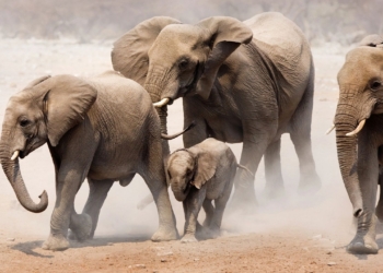 Découvrez les incroyables rituels funéraires des éléphants qui vont vous émouvoir !