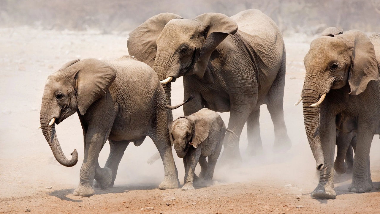 Découvrez les incroyables rituels funéraires des éléphants qui vont vous émouvoir !