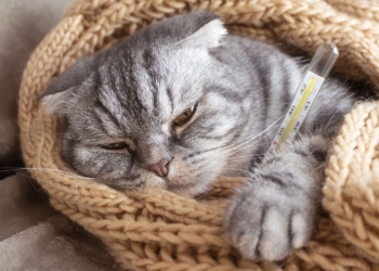 Découvrez combien de temps peut vivre un chat atteint du redoutable coryza !