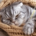 Découvrez combien de temps peut vivre un chat atteint du redoutable coryza !