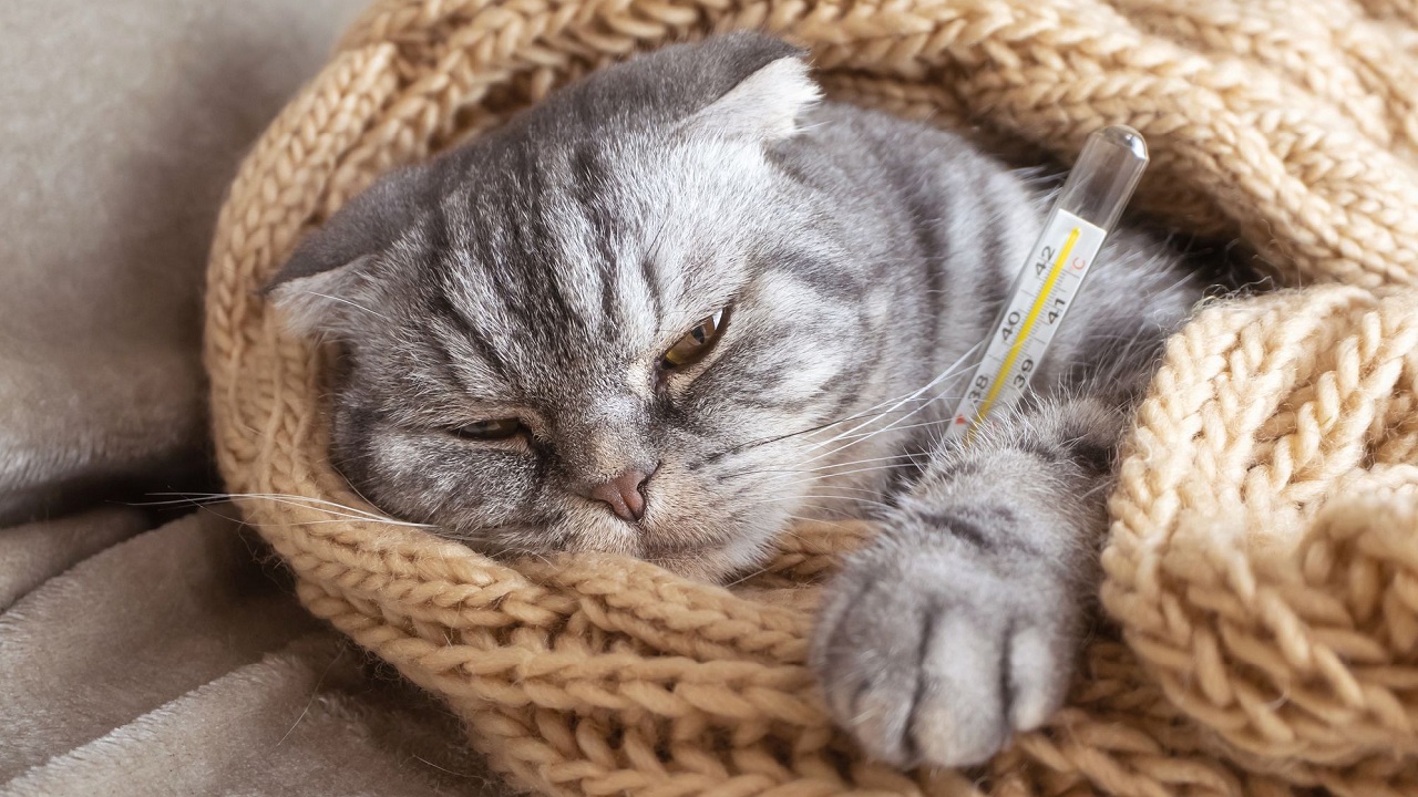 Découvrez combien de temps peut vivre un chat atteint du redoutable coryza !