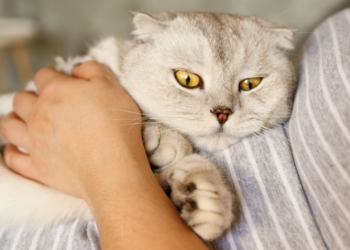 Découvrez le secret étonnant de la durée de gestation des chats !