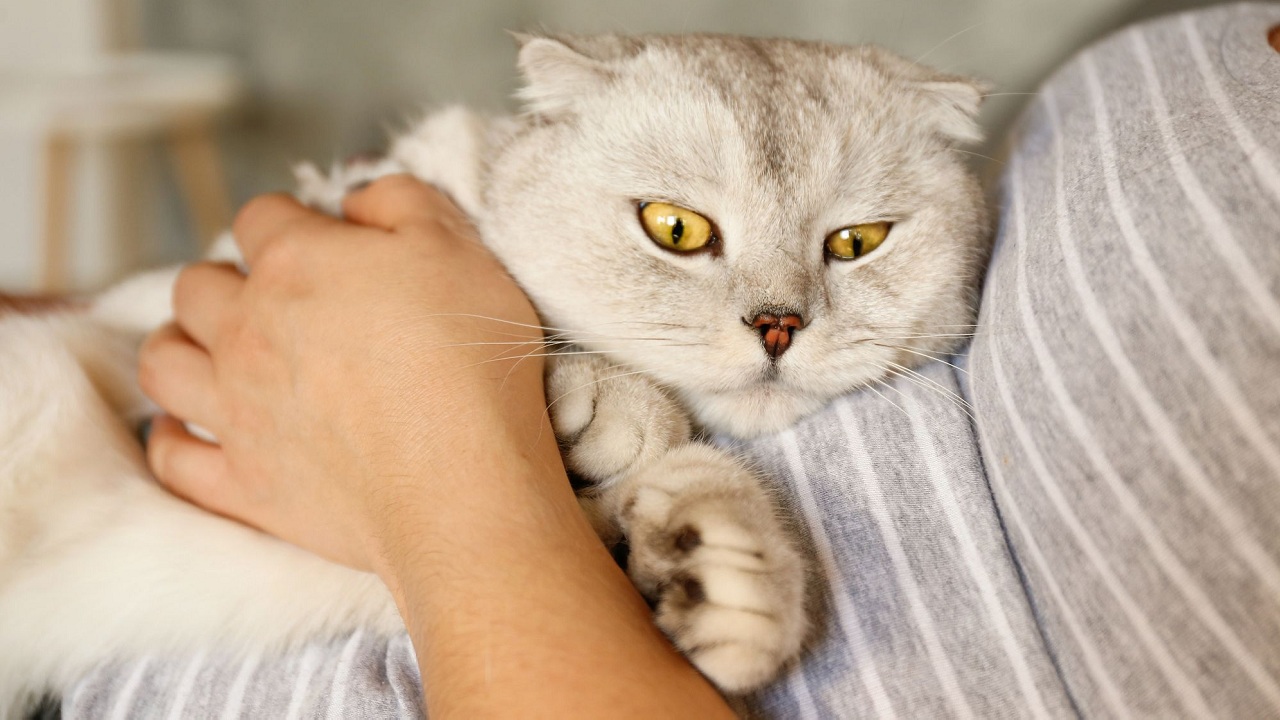Découvrez le secret étonnant de la durée de gestation des chats !