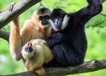 Découvrez pourquoi ces singes se lancent dans une incroyable danse du robot qui intrigue les scientifiques !