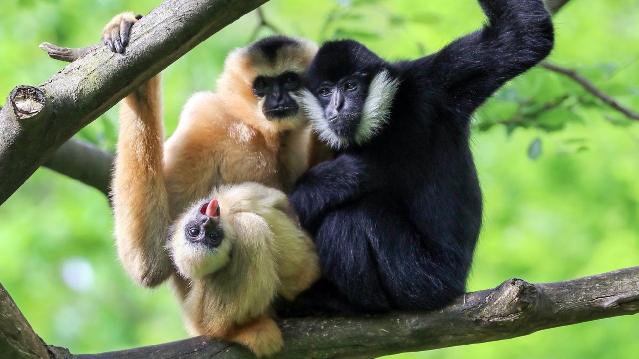 Découvrez pourquoi ces singes se lancent dans une incroyable danse du robot qui intrigue les scientifiques !