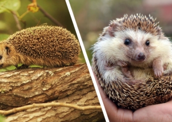 Découvrez pourquoi les hérissons pourraient disparaître plus vite que vous ne le pensez !