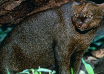 Découvrez les 13 incroyables secrets de communication de ce chat sauvage fascinant