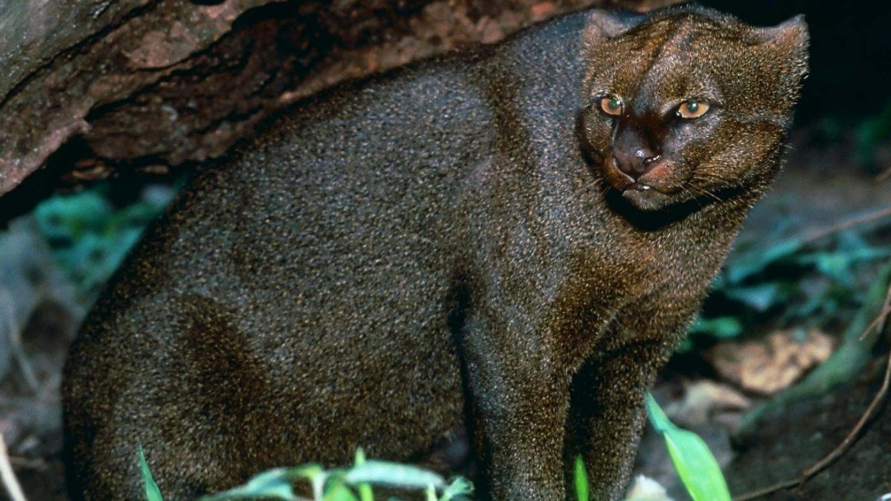 Découvrez les 13 incroyables secrets de communication de ce chat sauvage fascinant