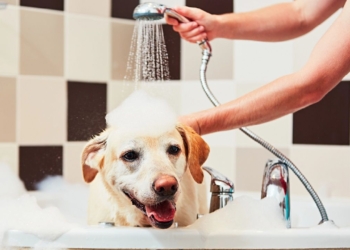 Découvrez la Fréquence Idéale pour Laver Votre Chien ou Chat et Éviter les Erreurs Courantes !